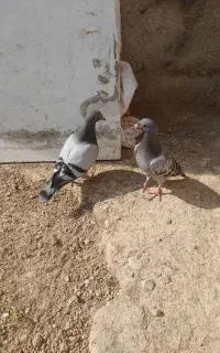 کبوتر