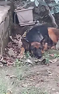 سگ نگهبان نژاد ژرمن