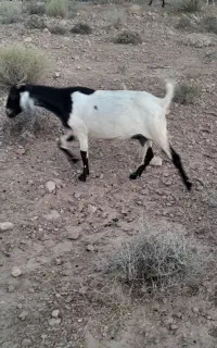 بزداشتی