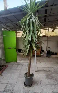 یوکا تنه دار مقاوم و زیباوبا ارتفاع ۳ متر
