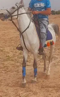 اسب کرد سواری دار میزون سن ۷به۸