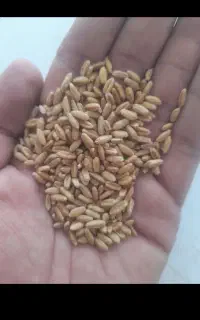 گندم دیم