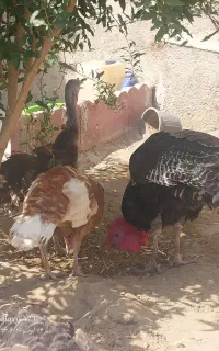 بوقلمون