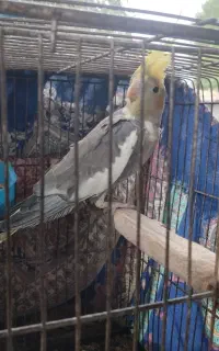 طوطی عروس