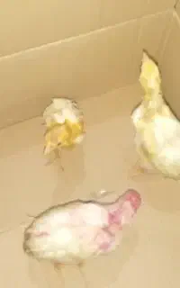 جوجه رنگی