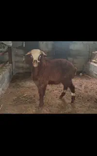 مادربره نرمادرابستن اس