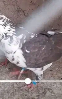 پرنده