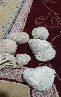 فسیل
