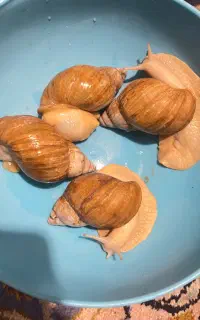 حلزون غول‌پیکر آفریقایی سالم