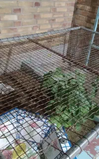 تخت فلزی