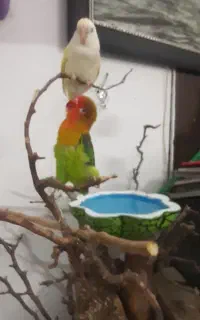 میناو کوتوله
