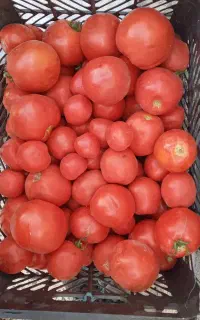 فروش‌ گوجه‌فرنگی