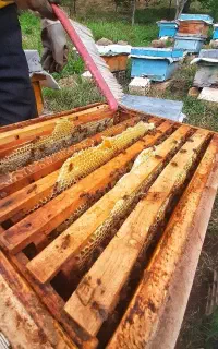 عسل طبیعی و درمانی