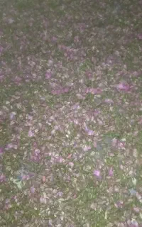 عرقیات گیاهی