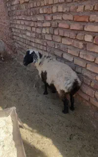 میش چاق