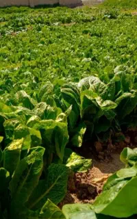 نمایندگی کود های ارگانیک کشاورزی
