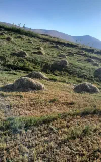 علوفه برای حیوانات