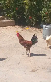 خروس