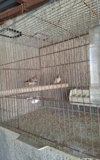 فنچ کینگ