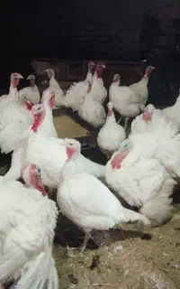 بوقلمون گوشتی ارگانیک