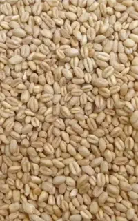 سلام  دو تن گندم افتاب تمیز  وبوجاری  برای فروش