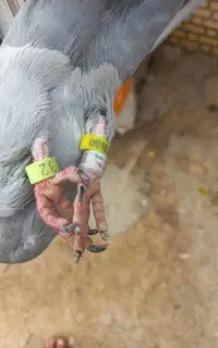 کبوتر رنگی وپلاکی