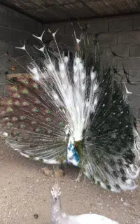 تخم طاووس