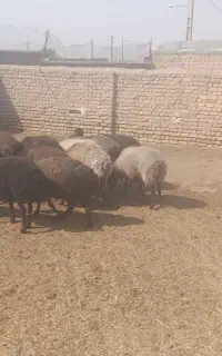 میش چاق