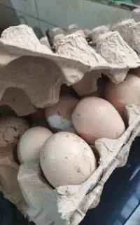 تخم مرغ