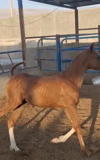 فروش کره اسب