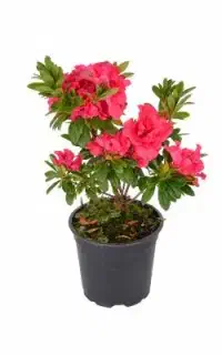 گل های آپارتمانی و نهال های زینتی