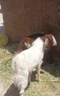 گوسفند