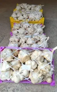 سیر سفید تازه همدان بدون واسته/ارسال به سراسر کشور