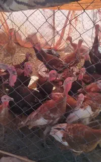 بوقلمون ماده