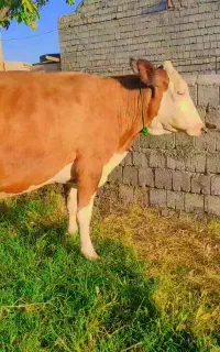 گاوسیمنتال‌قرمز‌تک‌رنگ‌ابستن2شکم