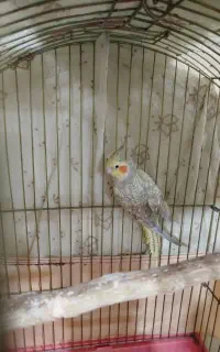 عروس طوطی مولد