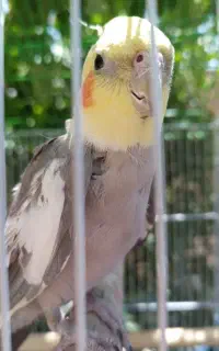 عروس نر