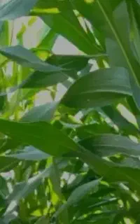 فروش کود کشاورزی