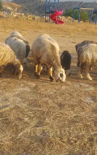 فروش میش