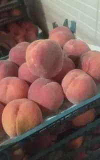 هلو شیرین و آبدار