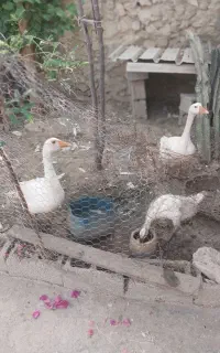 دو عدد قاز بزرگ
