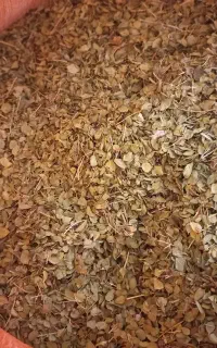 خرید اویشن