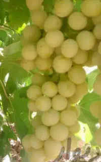 انگور شیرین درجه یک