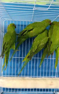 جوجه ملنگو