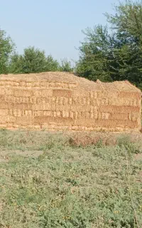 پرس‌کاه‌گندم