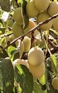 خریدار آلو خوانساری تر