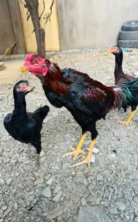 خروس لاری ۵ ماه و دوعد مرغ بدون هیچ عیب