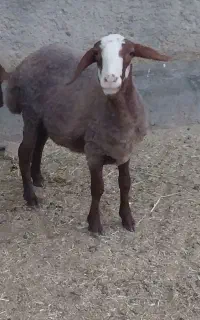 یک راس بره ماده آبستن شال