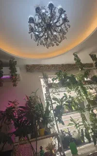 فروش  استند گل