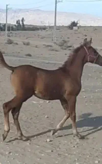 معاوضه با موتور سیکلت
